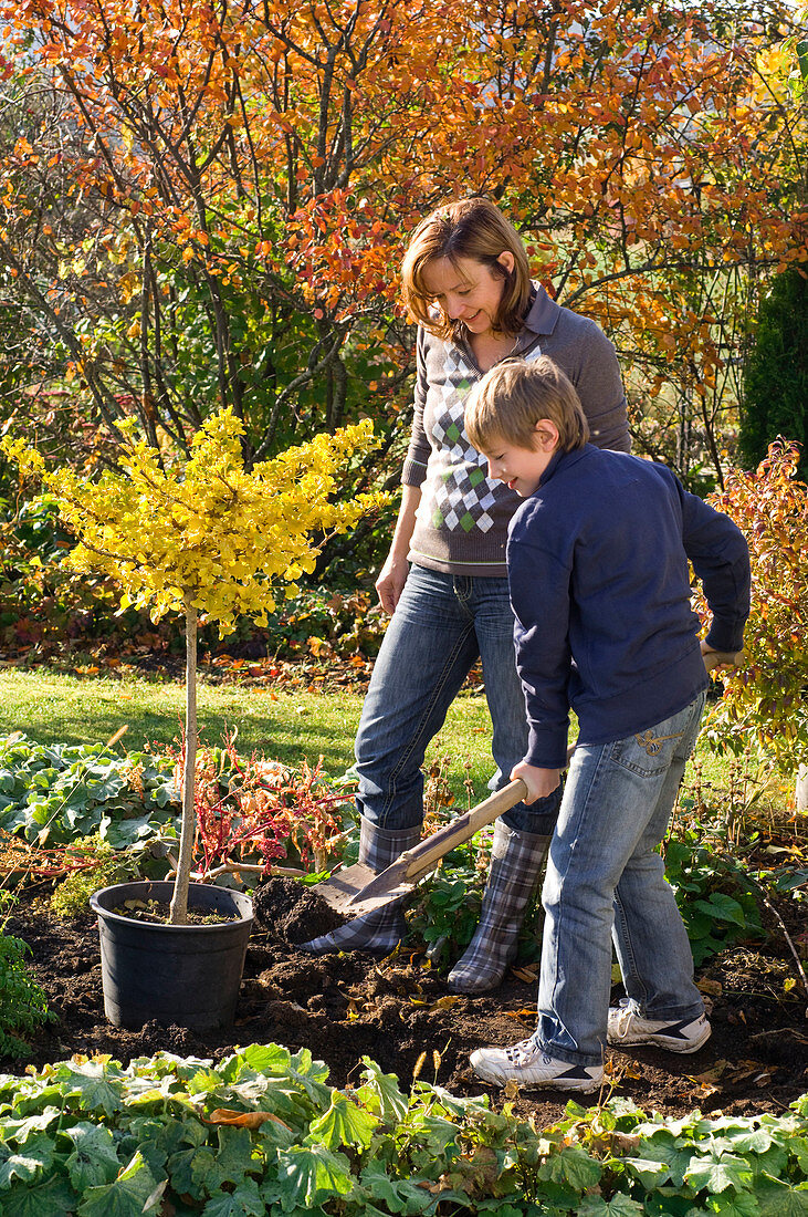 Mutter und Sohn pflanzen Ginkgo biloba (Ginkgobaum)