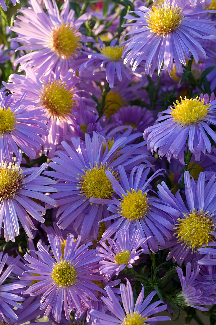 Aster dumosus 'Sapphire' (Cushion aster)