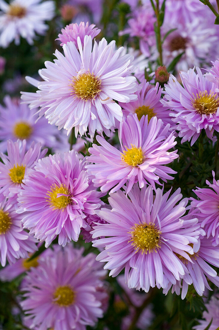 Aster novi-belgii 'Lassie' (Smooth-leaved aster)