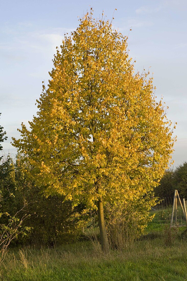 Tilia platyphyllos (summer lime) in autumn colours