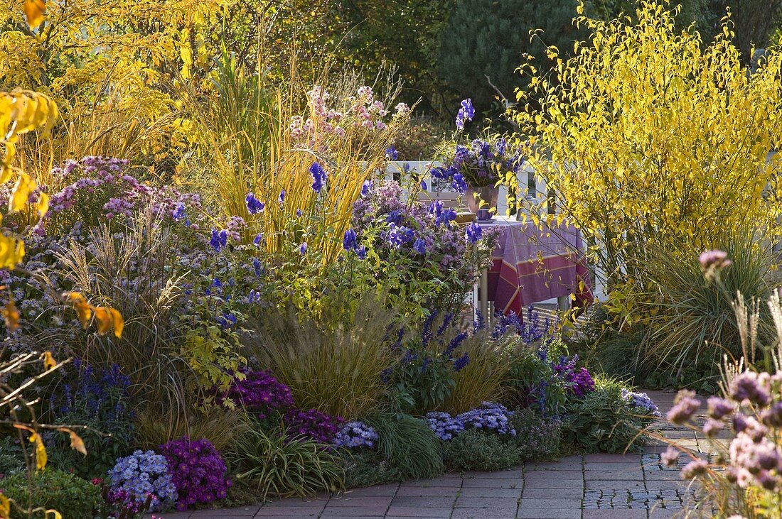 Autumn flowerbed with aster, Miscanthus, Spartina