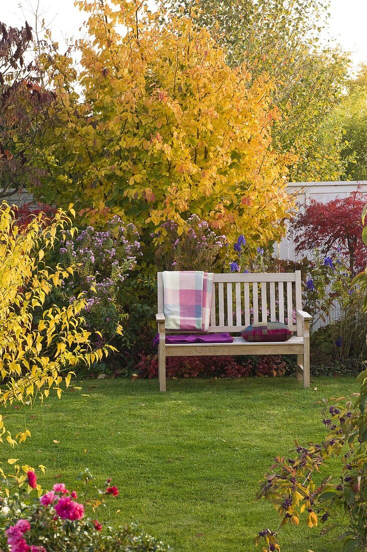 Bench in front of Parrotia (Ironwood tree), Aster (Rough-leaf aster)