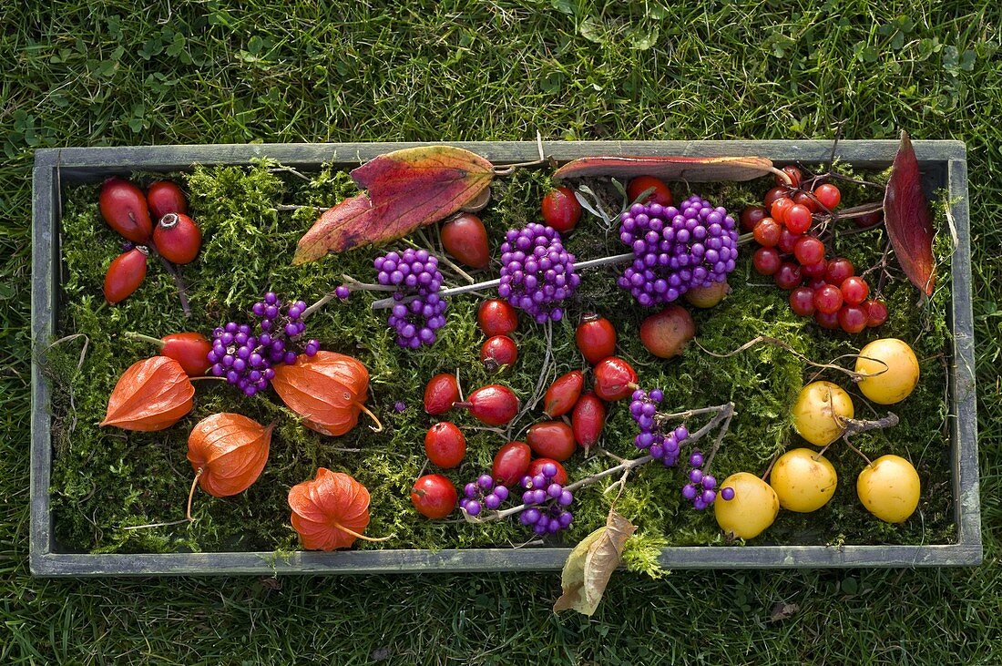 Berries and fruits tableau on moss in wooden tray