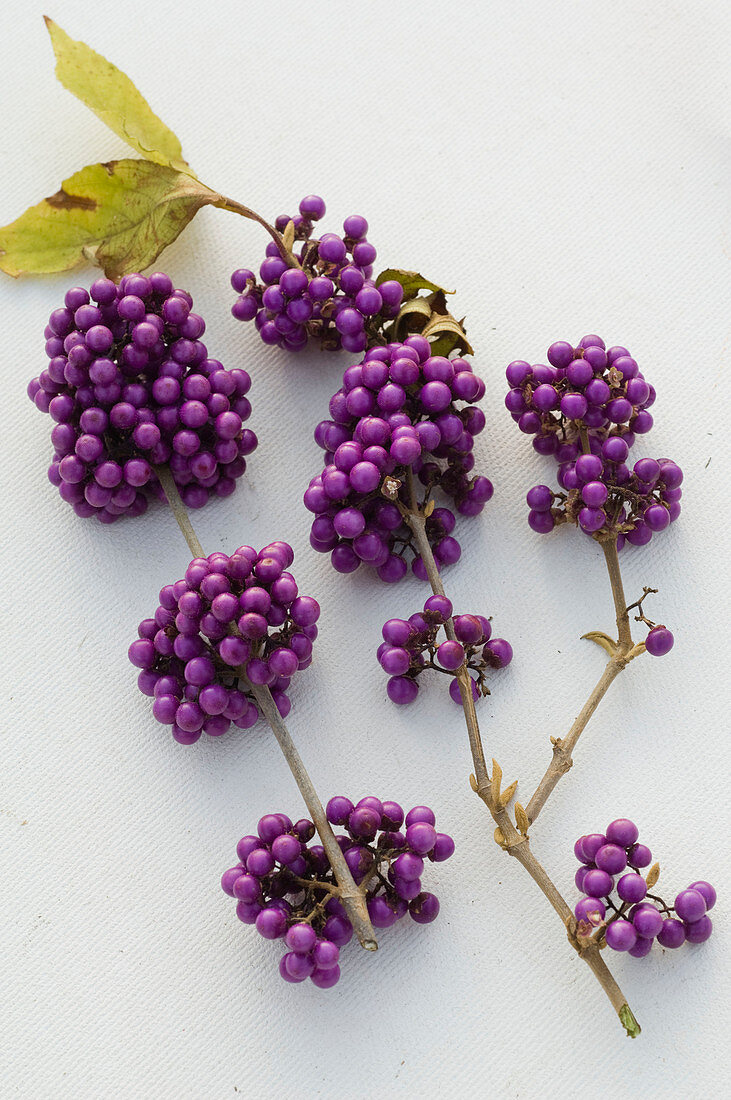 Callicarpa (Liebesperlenstrauch)