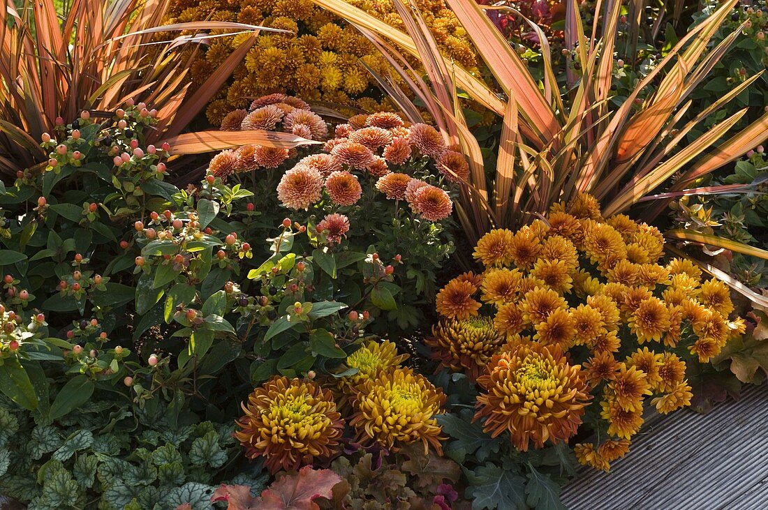 Chrysanthemum Yahou and grandiflorum (Chrysanthemums), Hypericum