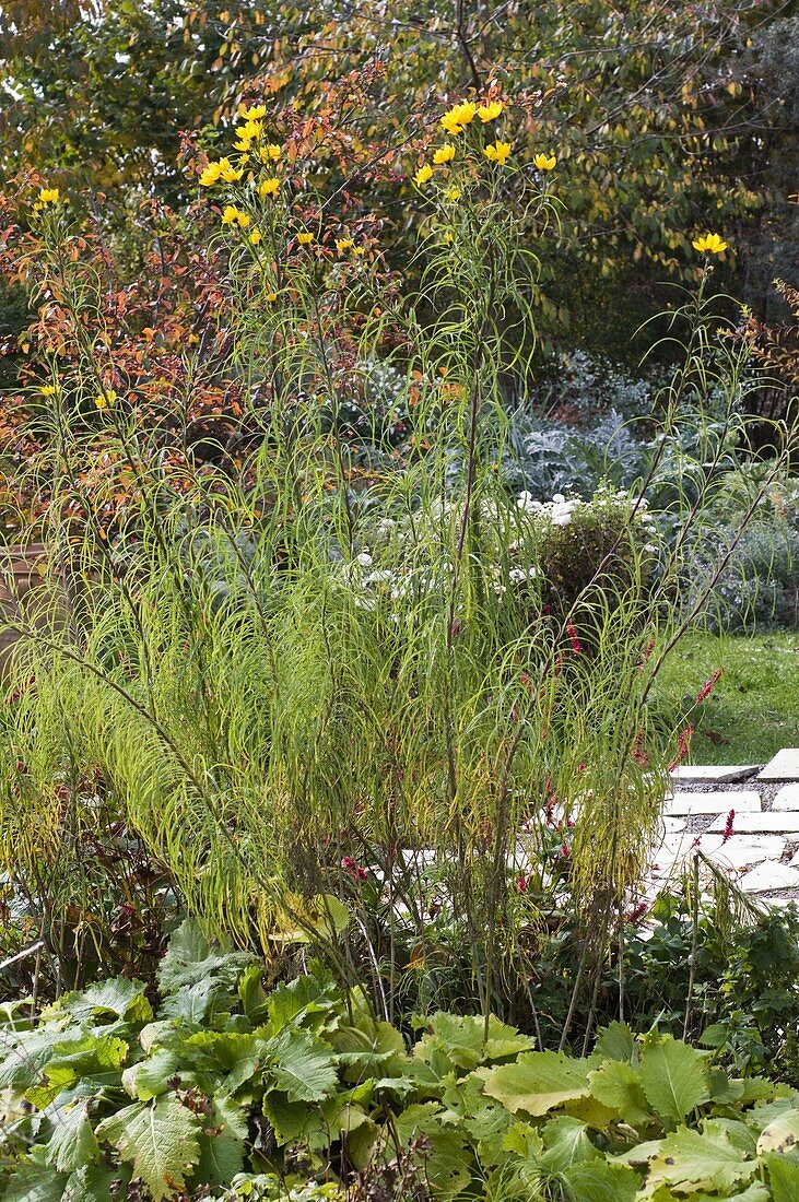 Helianthus salicifolius (Willow-leaved sunflowers)