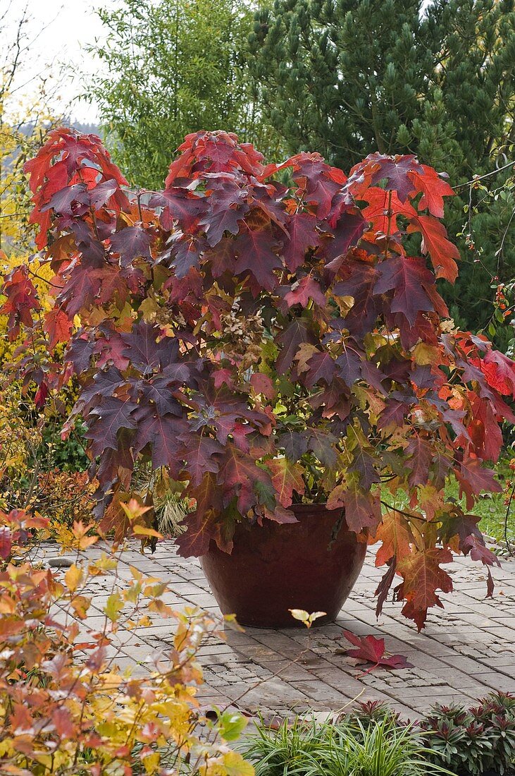 Hydrangea quercifolia (oak leaf hydrangea) in autumn coloration