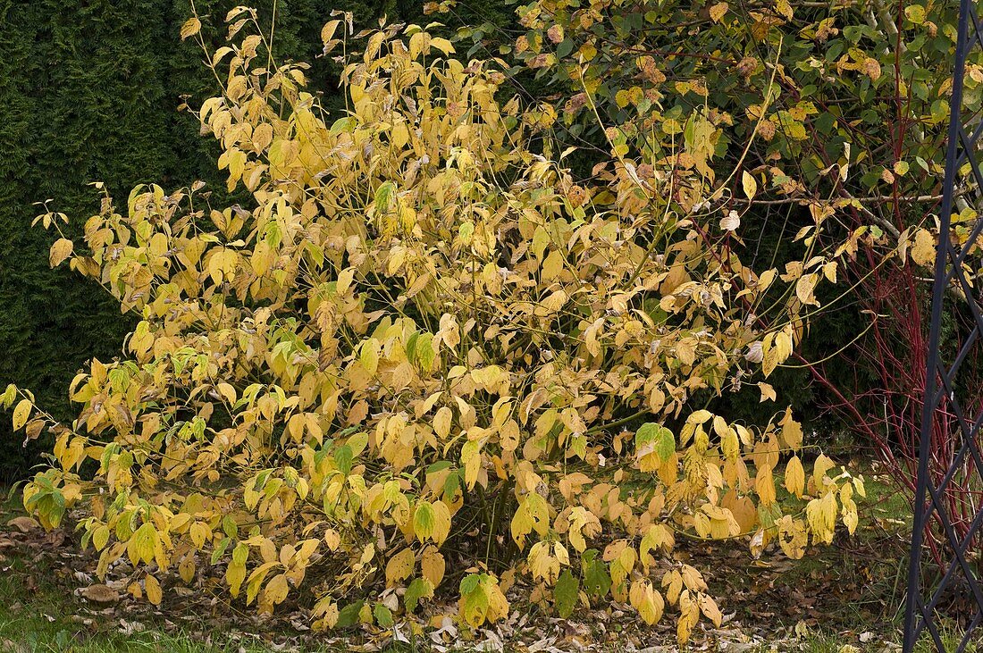 Cornus stolonifera 'Flaviramea' (yellowwood dogwood) in autumn colour