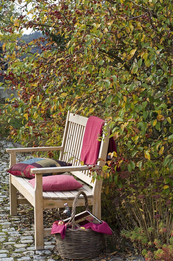 Bench of wood under Malus (ornamental apple tree)