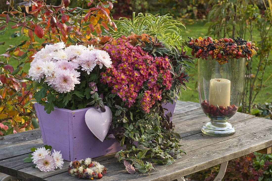 Chrysanthemum (autumn chrysanthemum), Ajania bellania 'Bengo'