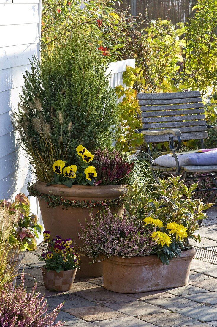 Autumn pot arrangement with juniper