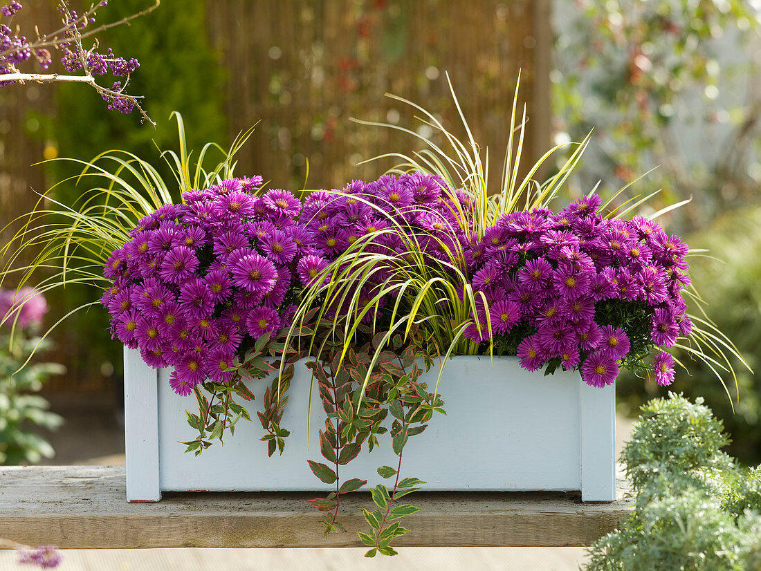 Autumn box with Aster dumosus 'Purple Diamond'