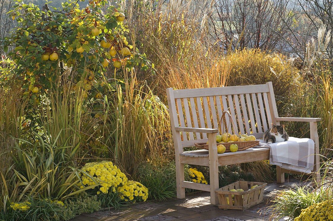 Autumn border with Cydonia (apple quince), grasses and Chrysanthemum