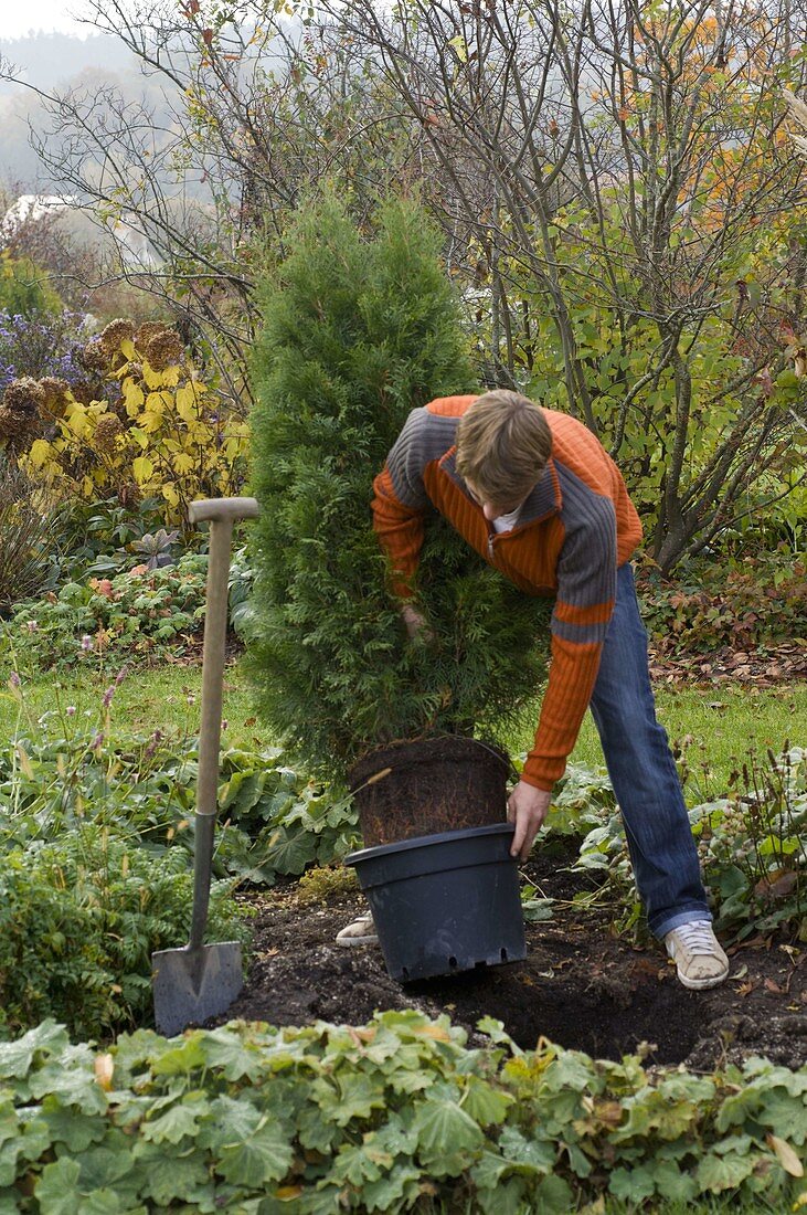 Mann pflanzt Thuja 'Smaragd' ins Beet