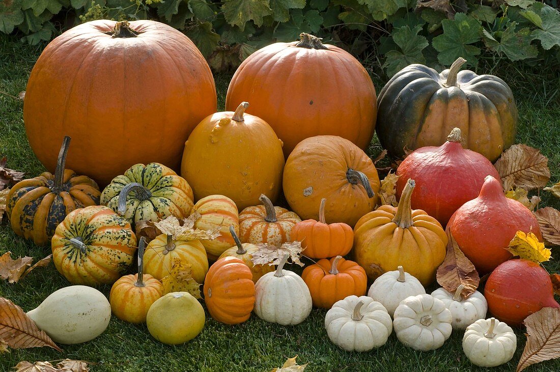 Cucurbita (edible pumpkins)