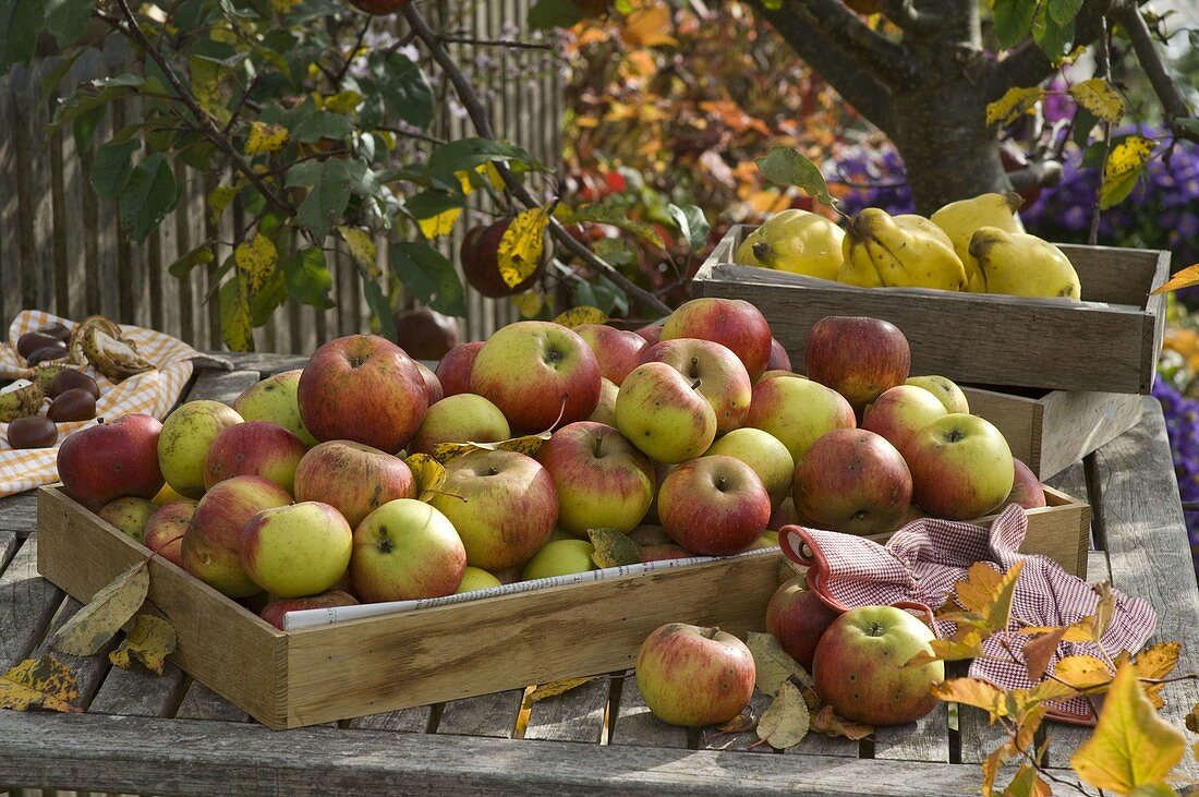 Freshly harvested Malus (apples) and Cydonia (pear quinces)