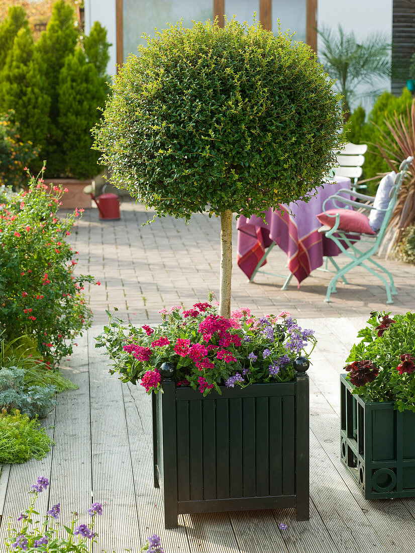 Ligustrum (Ligusterstämmchen) in Classic Garden Element