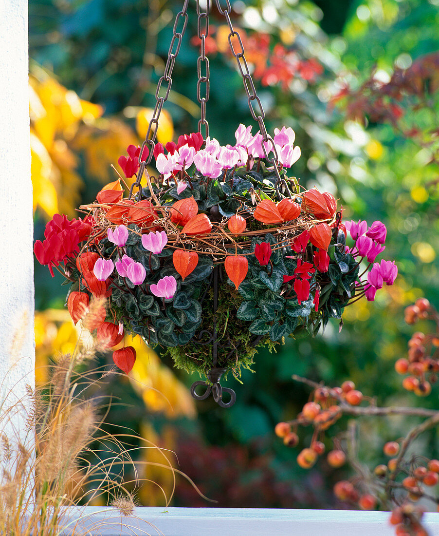 Hanging Basket with Cyclamen persicum (Cyclamen)