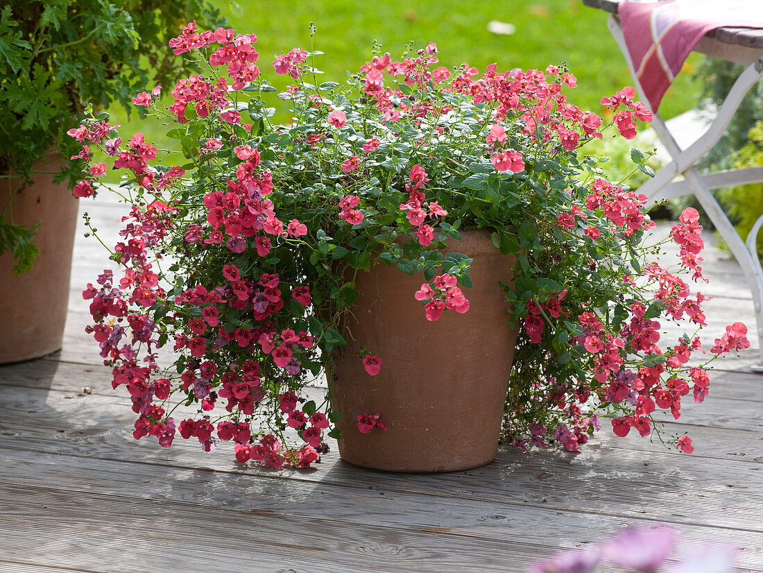 Diascia Breezee 'Red Ace' in terracotta pot