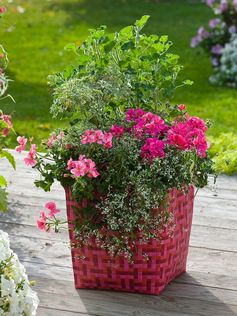 Pelargonium peltatum (Hängegeranien), Pelargonium (Duftgeranien)