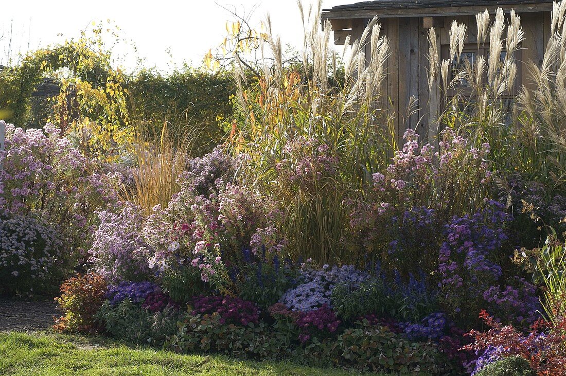 Autumn bed with Aster dumosus (cushion aster), A. novi-belgii