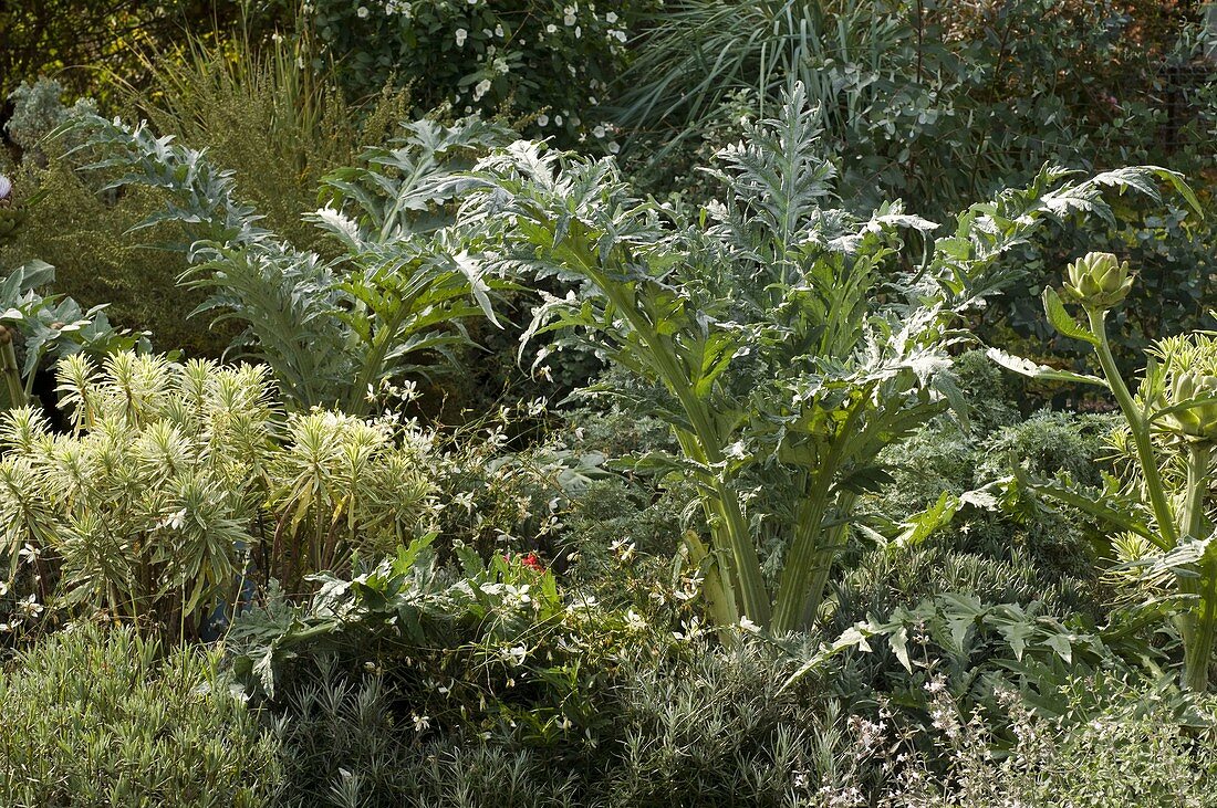 Artichokes in the bed