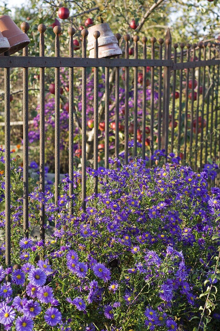 Aster novi-belgii (Smooth-leaved Aster) on a metal fence