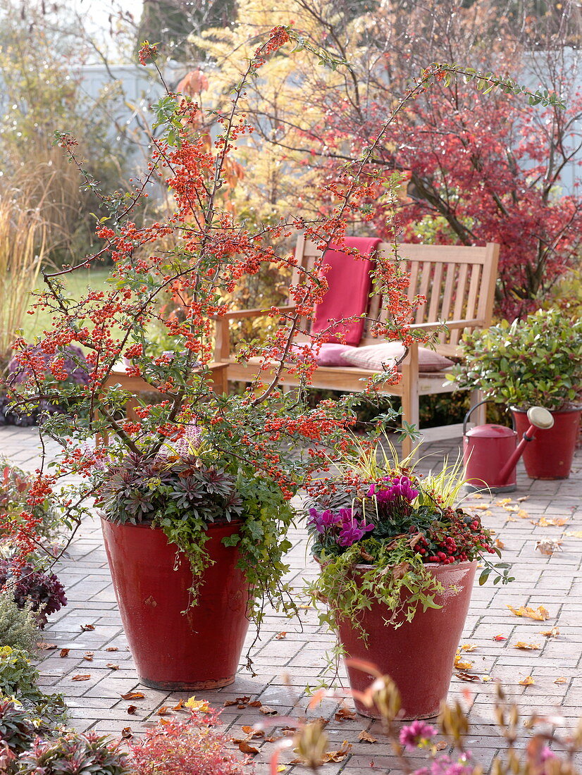 Red tubs with Pyracantha 'Orange Glow' (Firethorn)