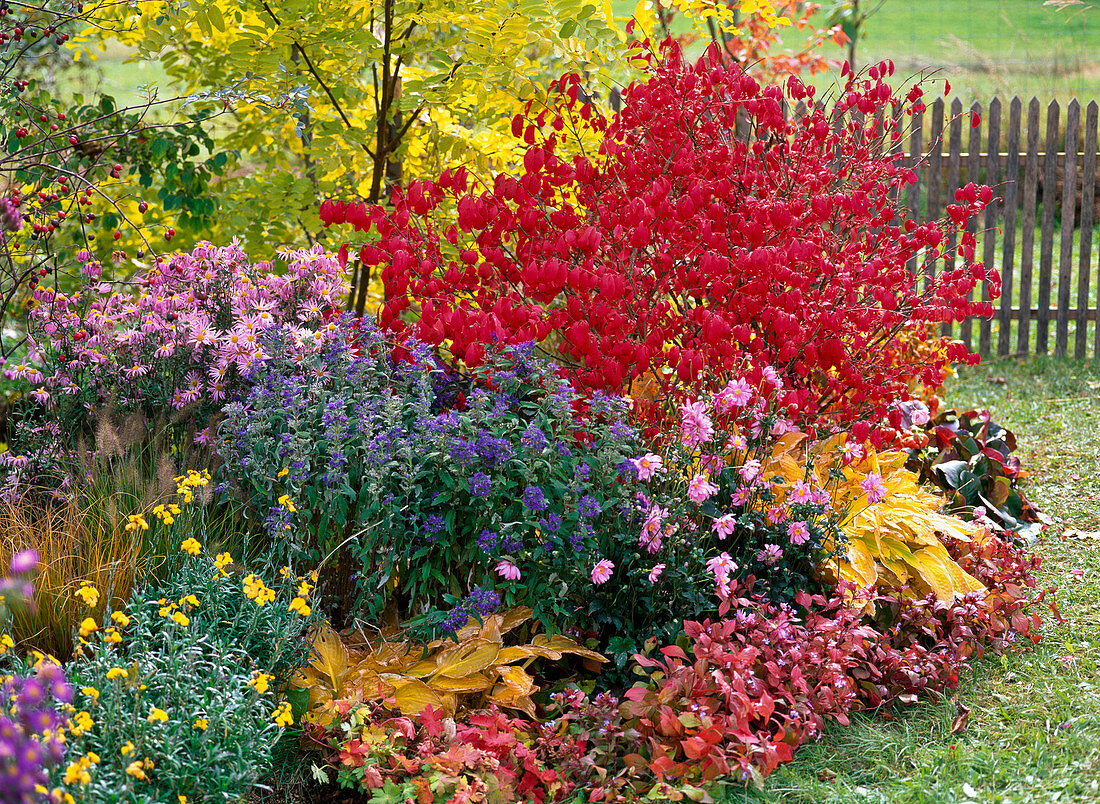 Autumn bed with Euonymus alatus (spindle shrub)