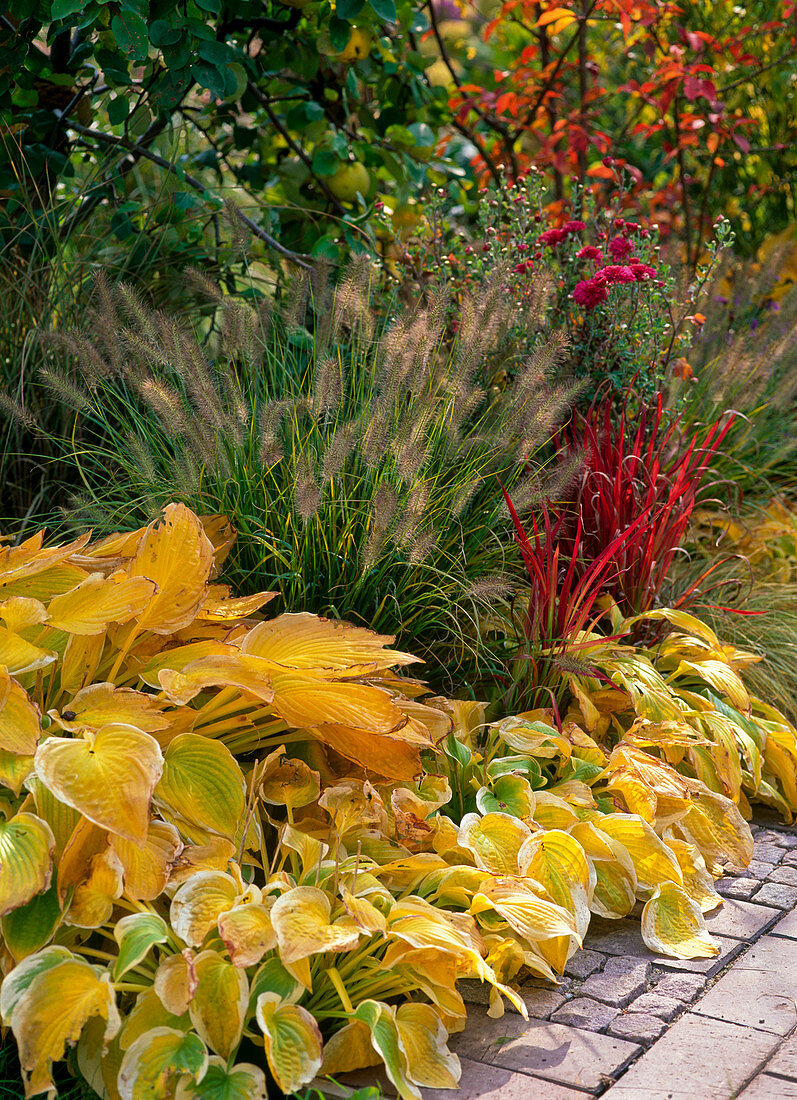 Perennials and grasses