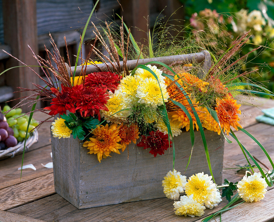 Arrangement of chrysanthemum (autumn chrysanthemum)