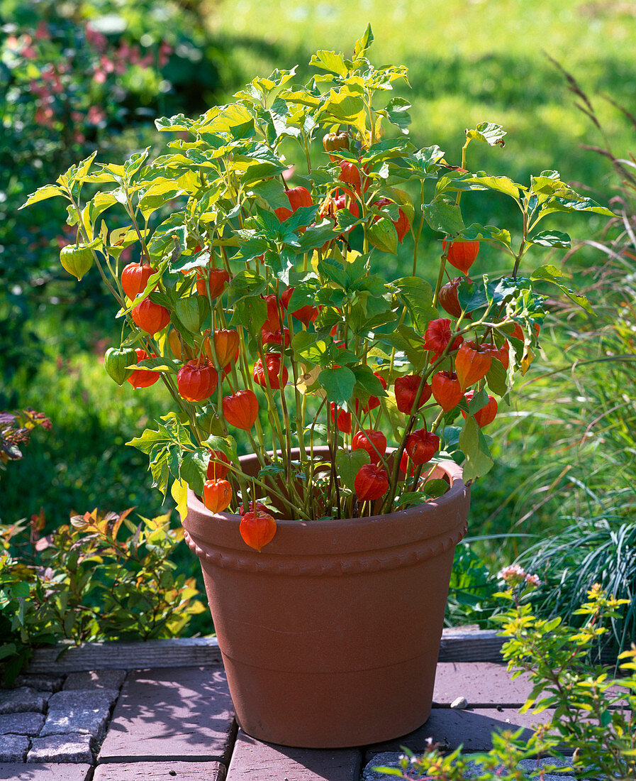 Physalis alkekengi franchetii (lampion flower) in terracotta pot