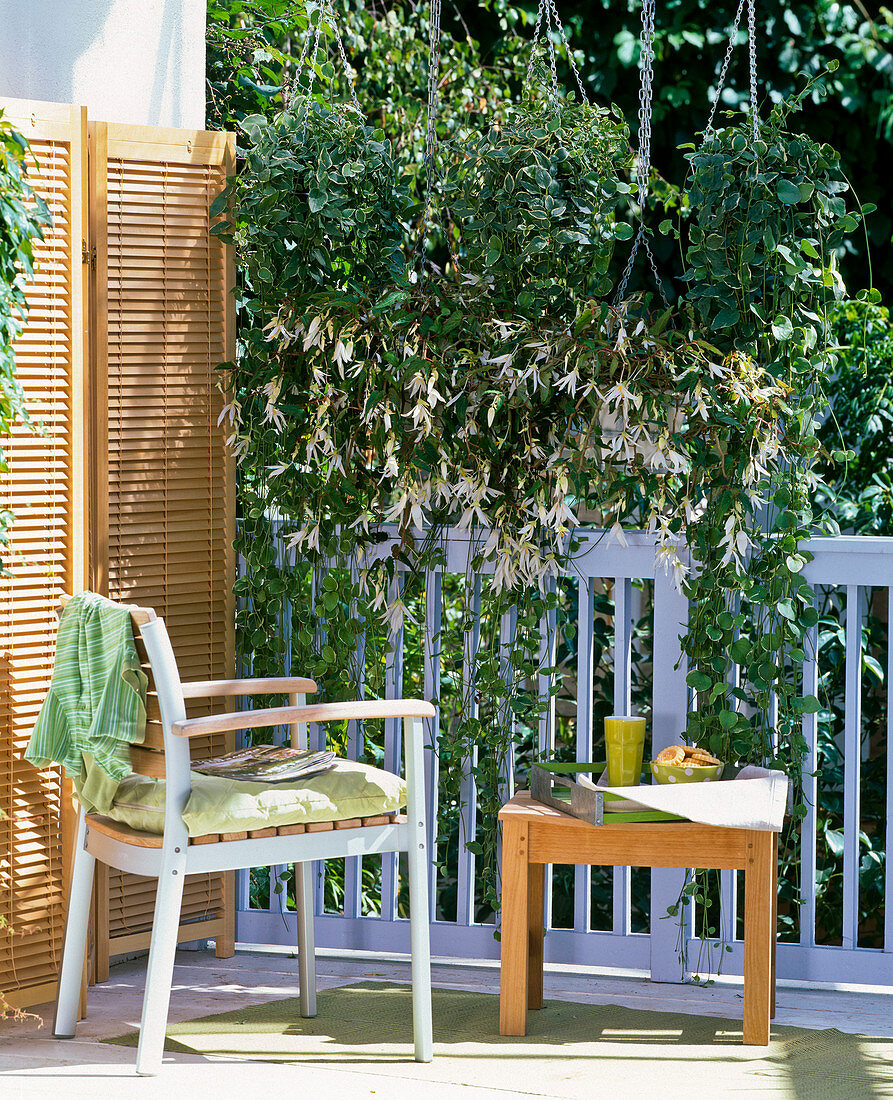 Shady balcony with hanging baskets as privacy screen