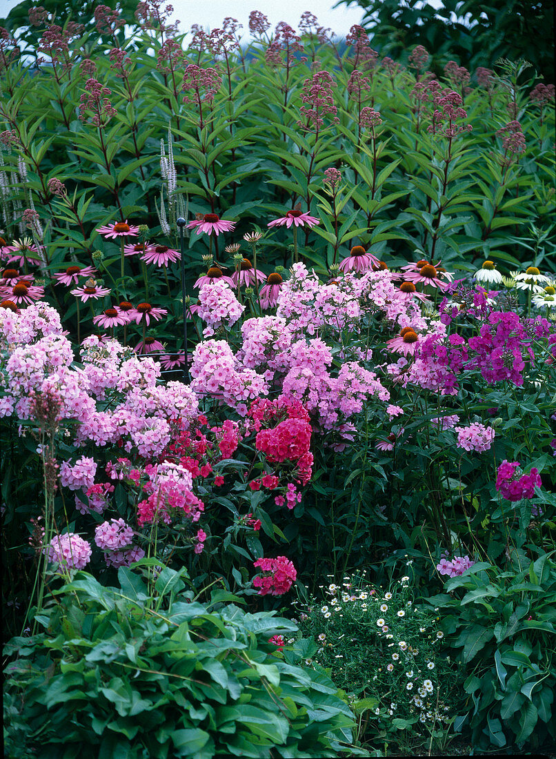 Phlox paniculata (flame flower)