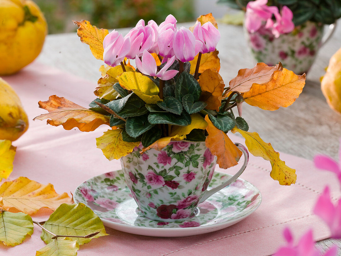 Cyclamen (Mini - Alpenveilchen) mit Zweigen von Carpinus (Hainbuche)