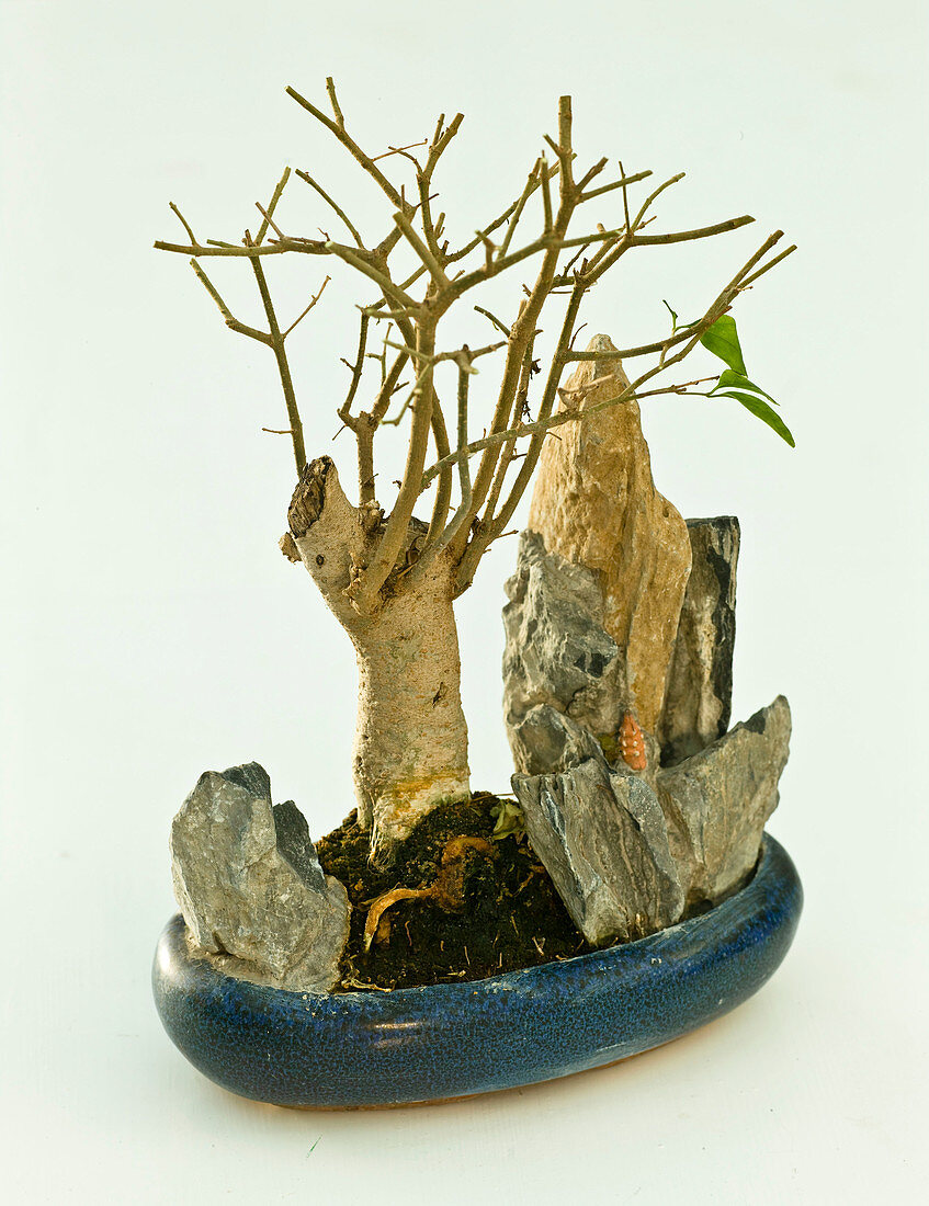 Pruning back indoor bonsai (2/3)