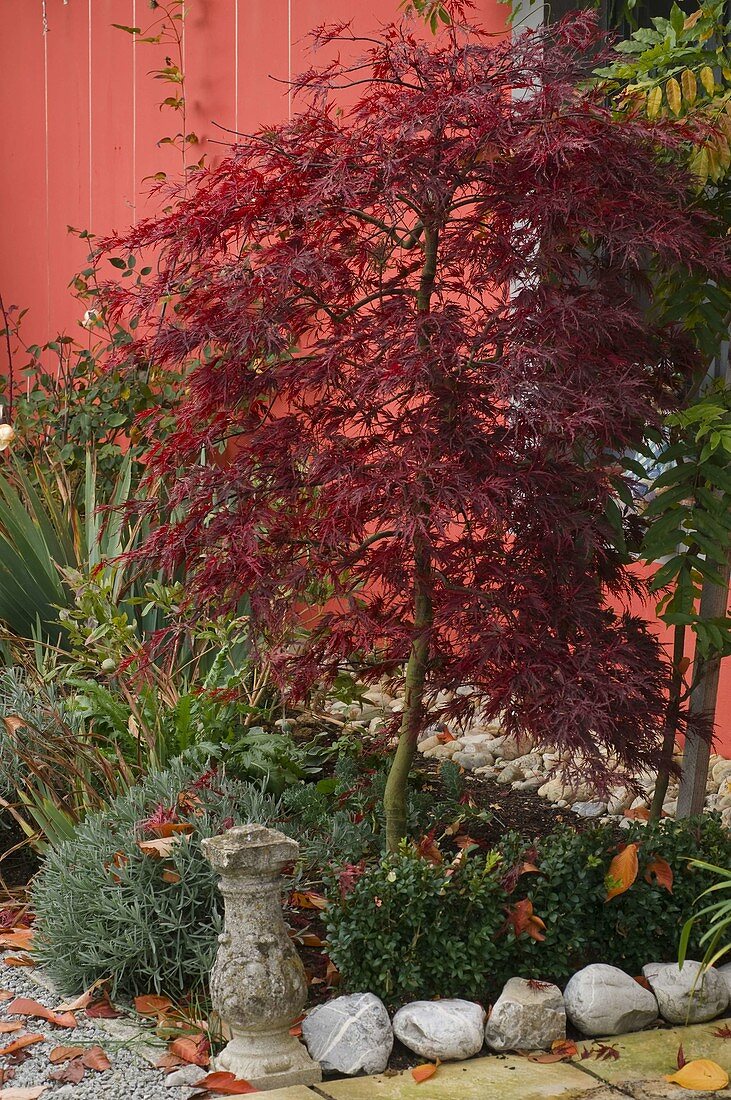 Acer palmatum 'Dissectum Garnet' (red-leaved Japanese maple)