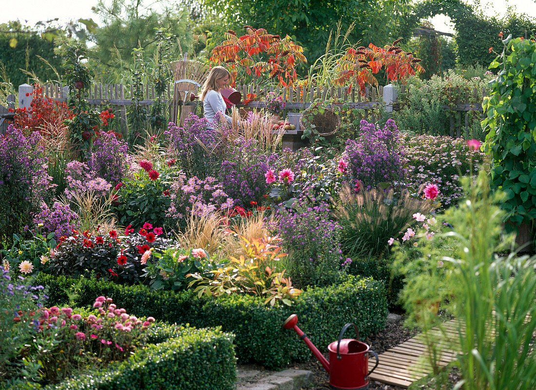 Autumn bed, Aster, Dahlia, Zinnia