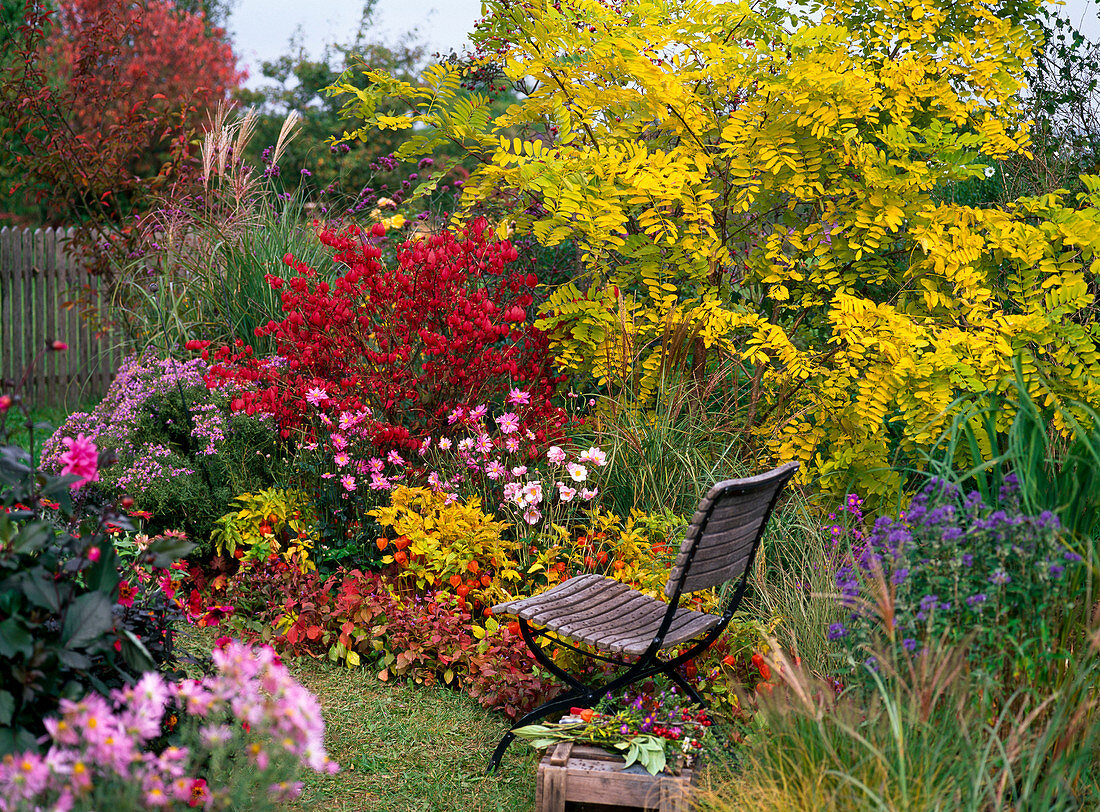 Euonymus alatus, Robinia 'Friesia'