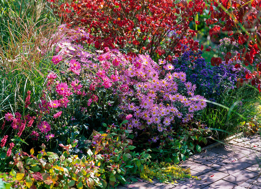 Herbstbeet mit Chrysanthemum Rubellum 'Clara Curtis' (Chrysantheme)