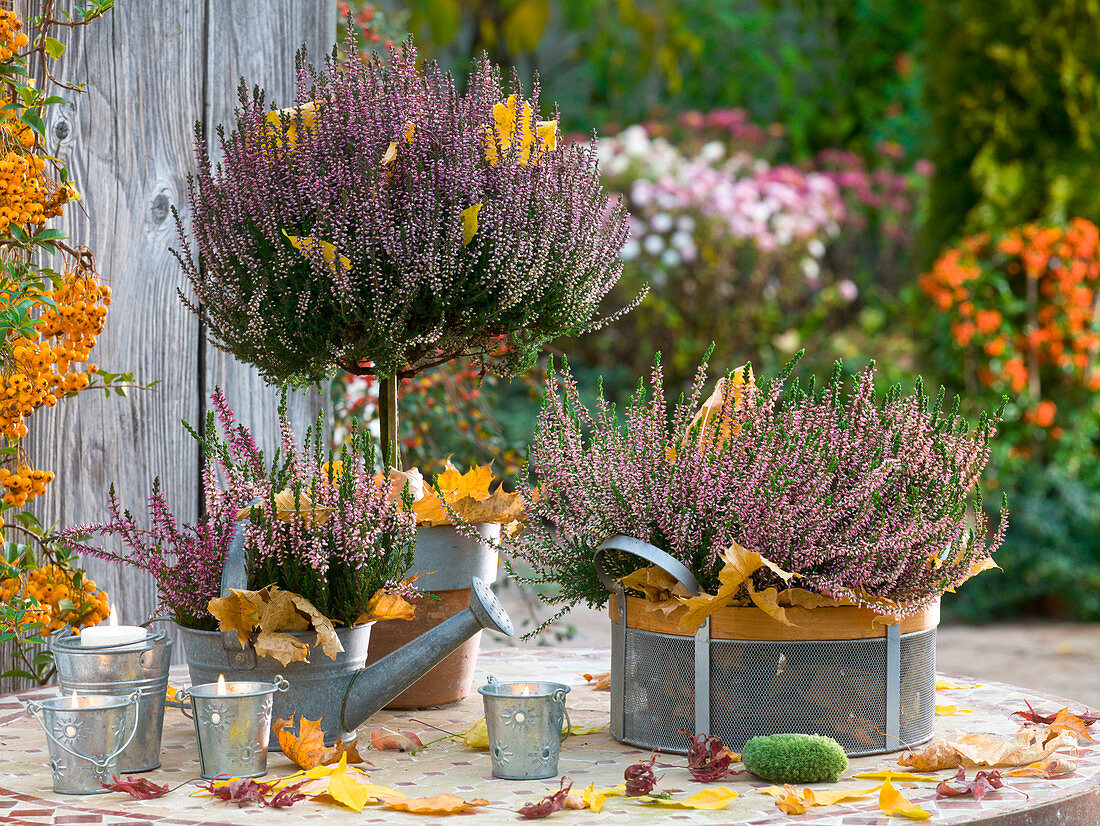 Calluna Garden Girls (Knospenblühende Besenheide) mit Herbstlaub