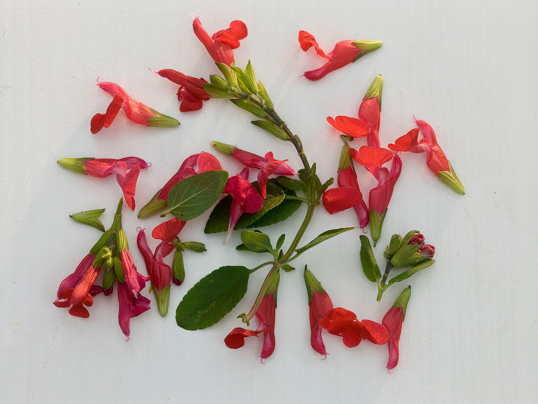 Eßbare Blüten: Salvia microphylla (Johannisbeersalbei)