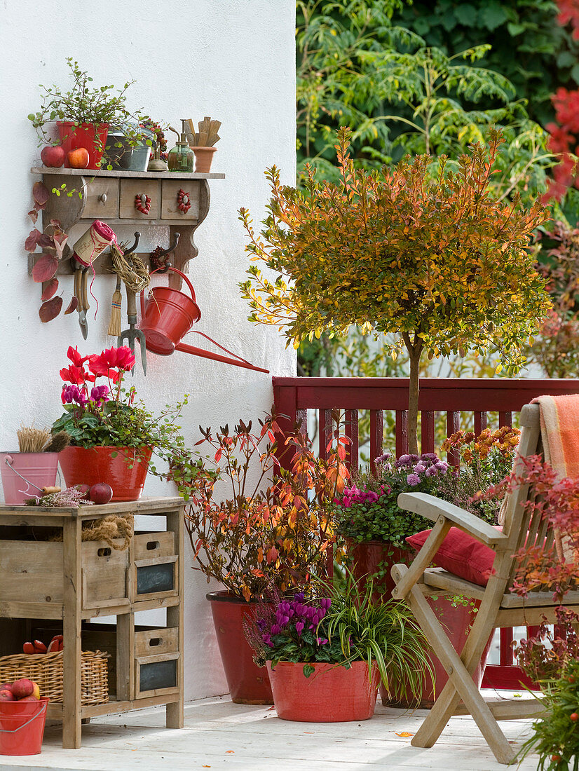 Herbstbalkon mit Rhododendron obtusum (Japanischen Azaleen)