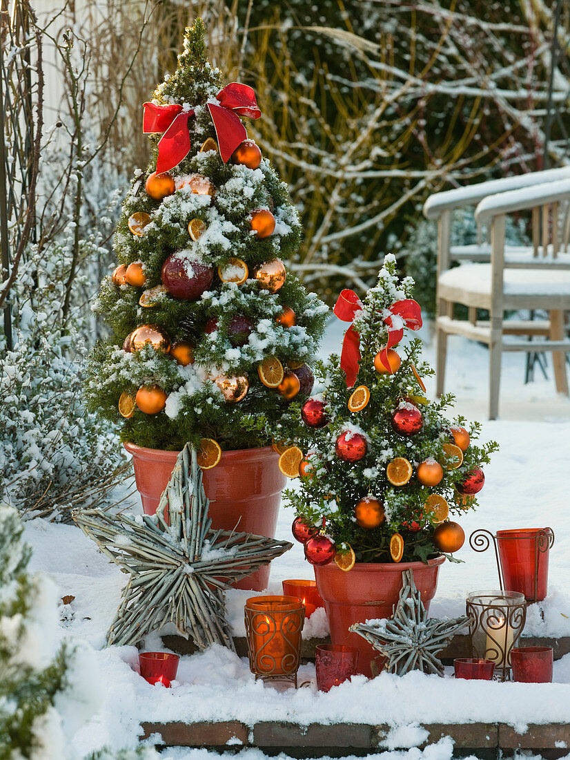 Picea glauca 'Conica' (Canadian spruce) and Ilex 'Hollywood'