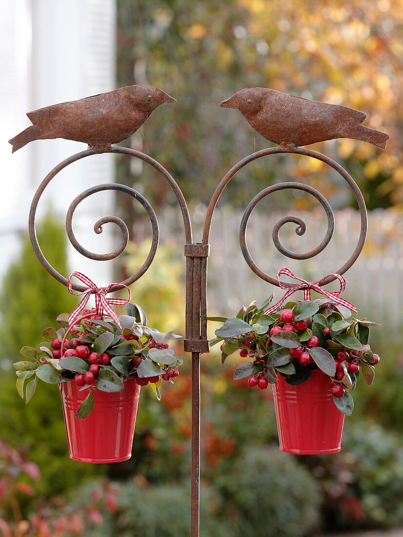 Gaultheria (mock berries) in red pots hung on iron rod with birds