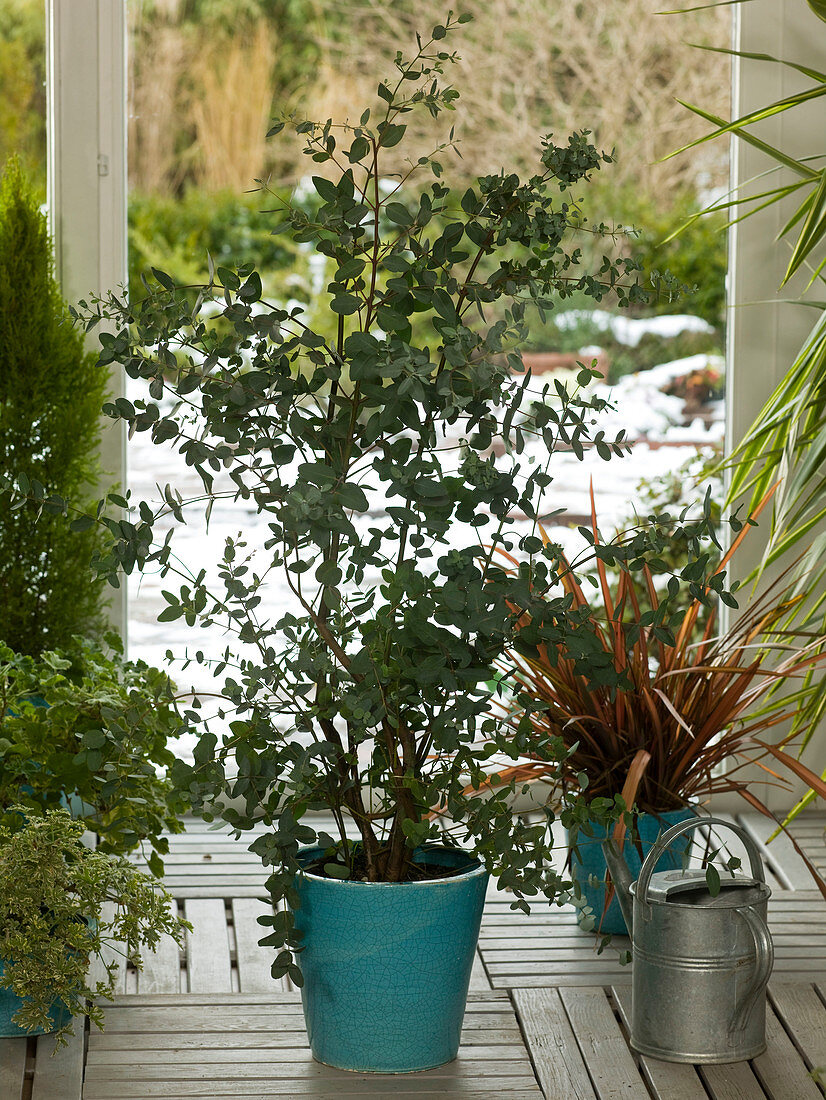 Wintergarten mit Eucalyptus und Phormium (Neuseelandflachs)