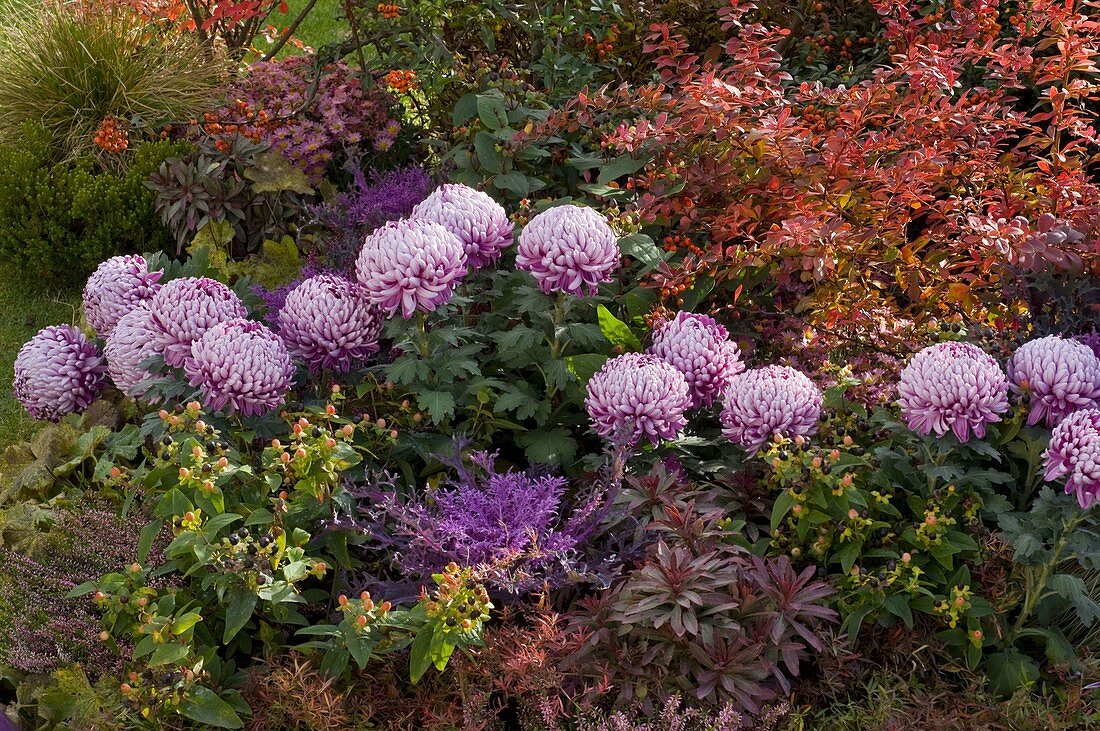 Herbstbeet mit Chrysanthemum grandiflorum (Herbstchrysanthemen)