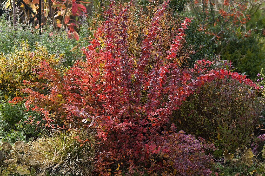 Berberis thunbergii 'Atropurpurea' (barberry) in autumn coloration