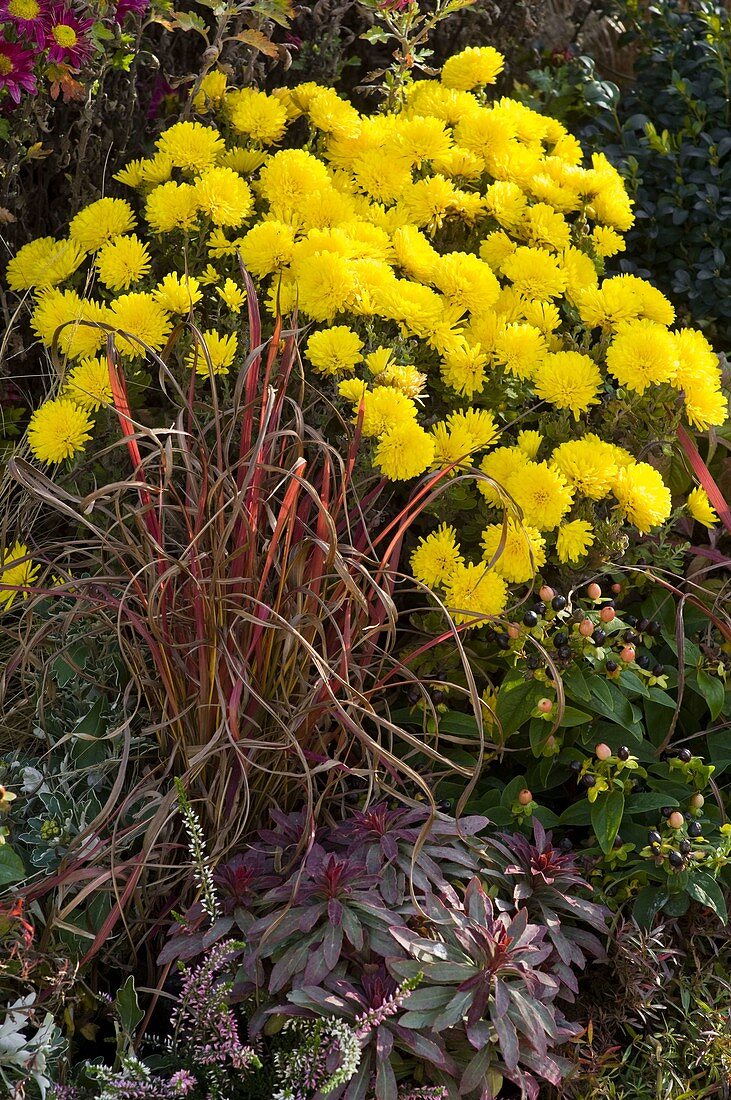 Chrysanthemum indicum 'Novembersonne'