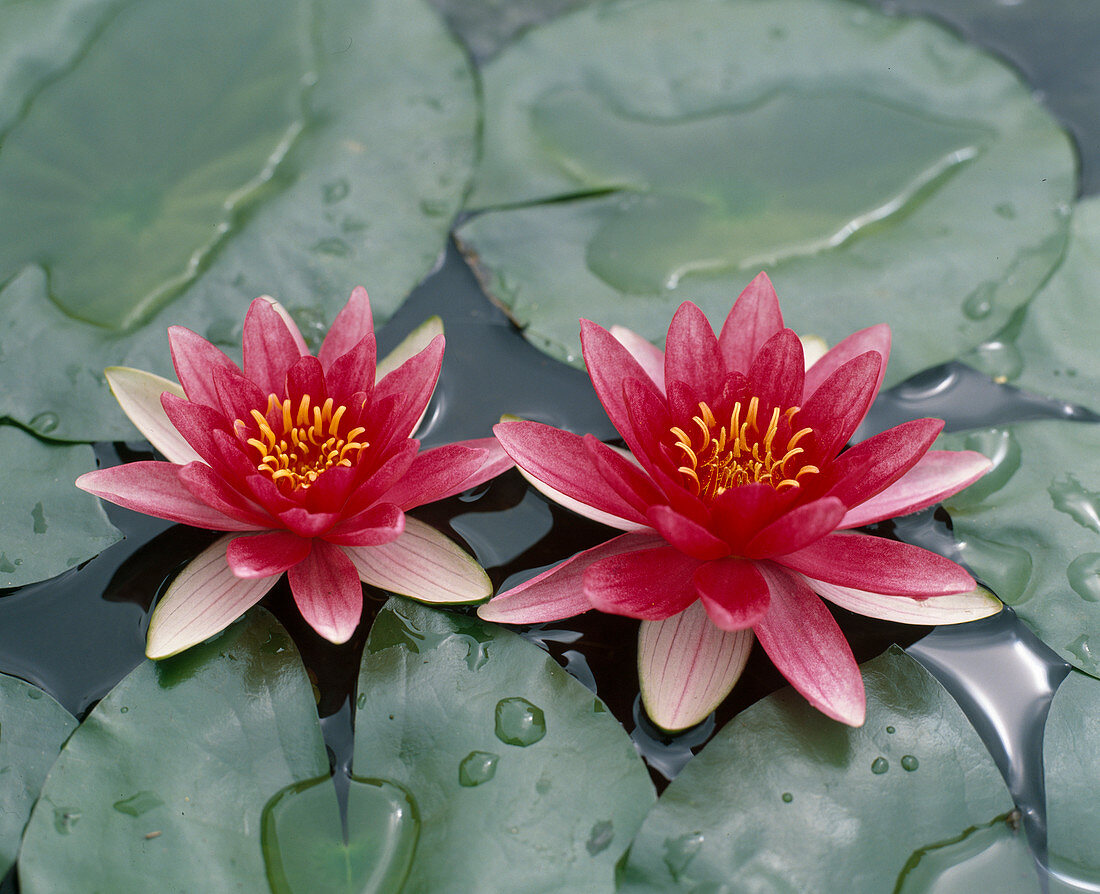 Nymphaea x Hybride 'Attraction' (Seerose)